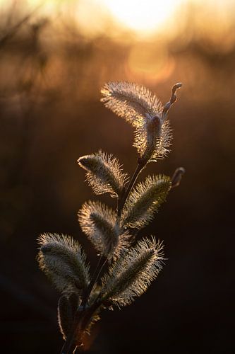 bokeh in de zon