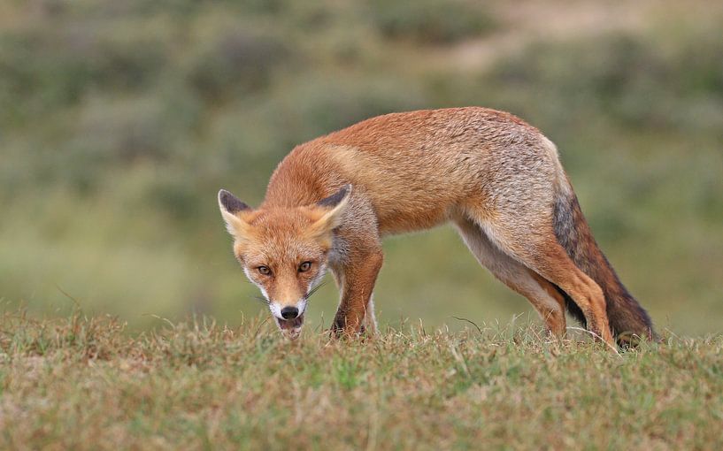 Vos met dreigende houding by Michel de Beer