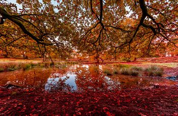 Herfstmeer dat door rode bladeren wordt behandeld