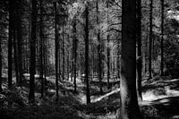 Woods