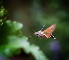Flying hummingbird hawk moth by ManfredFotos