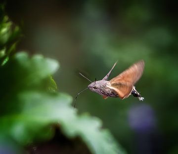 Vliegende duivenstaart van ManfredFotos