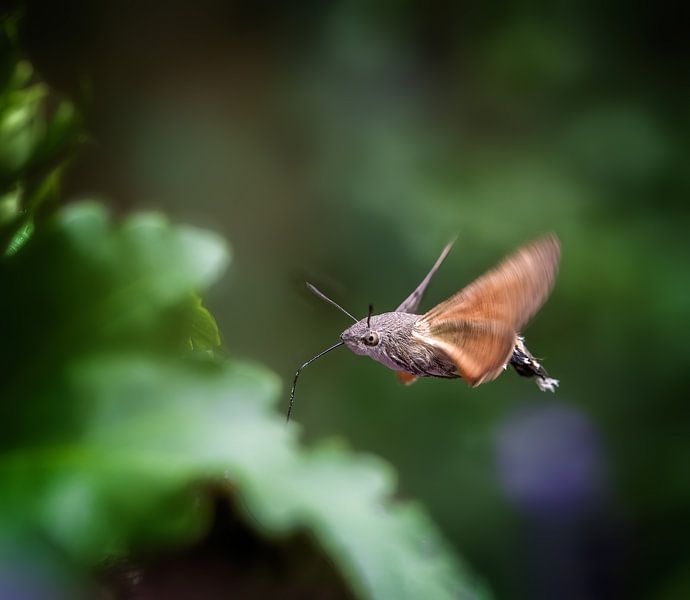 Flying hummingbird hawk moth by ManfredFotos