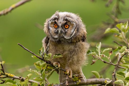 Young eagle, flake