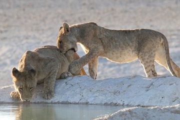 Jonge leeuwen bij waterplaats etosha van Petervanderlecq