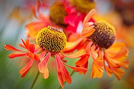 Echinacea by Rob Boon