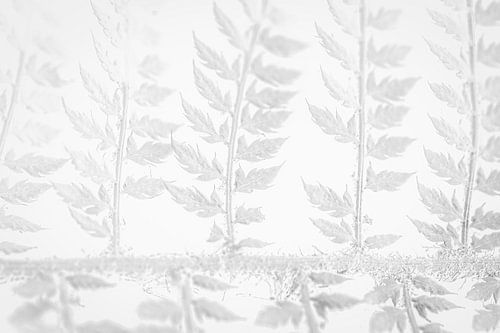 Subtiele Natuur – Zachte Varen in Monochroom