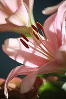 Fleur