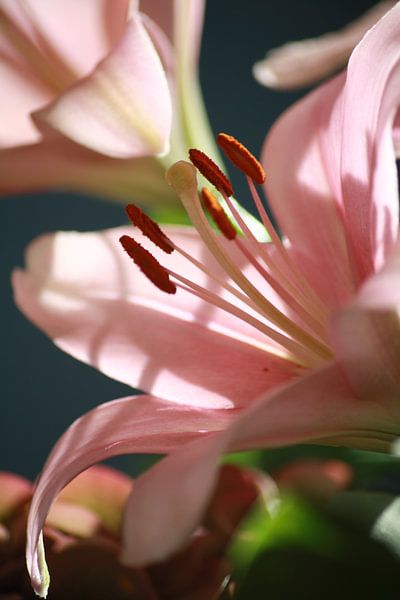 Flower by Ilona Versloot