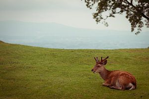 Japanese Sika deer