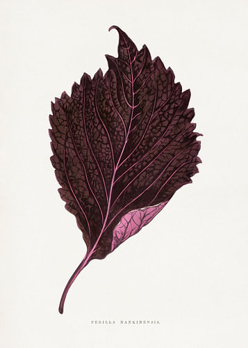 Illustration eines Blattes der rosa Perilla (Nankinensis)