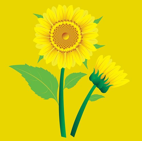 Sonnenblumen-Illustration mit grünen Blättern auf gelbem Hintergrund