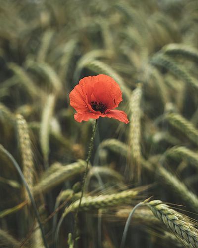 Mohn im Korn