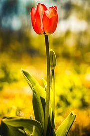 Rathenow "City of Optics by David Krause