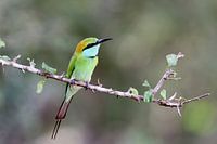 Sri Lankia's bee-eater