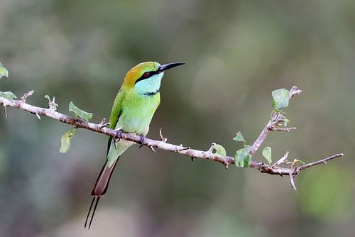 Le guêpier du Sri Lanka