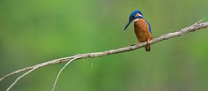 IJsvogel panorama van IJsvogels.nl - Corné van Oosterhout