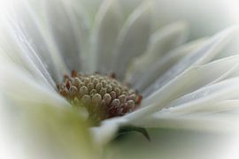 Margriet by Yvonne Hoenen