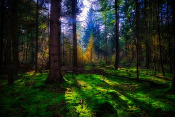 donker bos in de herfst van eric van der eijk