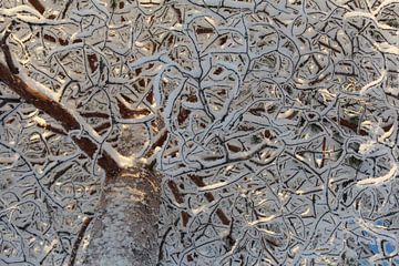 Besneeuwde boom in Lapland. van Jolande Monique Honig