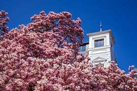 Magnolia blossom and old Bremen villa on the Osterdeich, Bremen, Germany