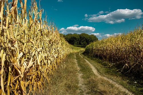 Maisveld op de middag