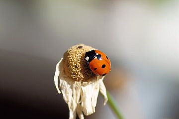 Ladybug by Willemijn