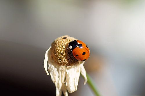Coccinelle