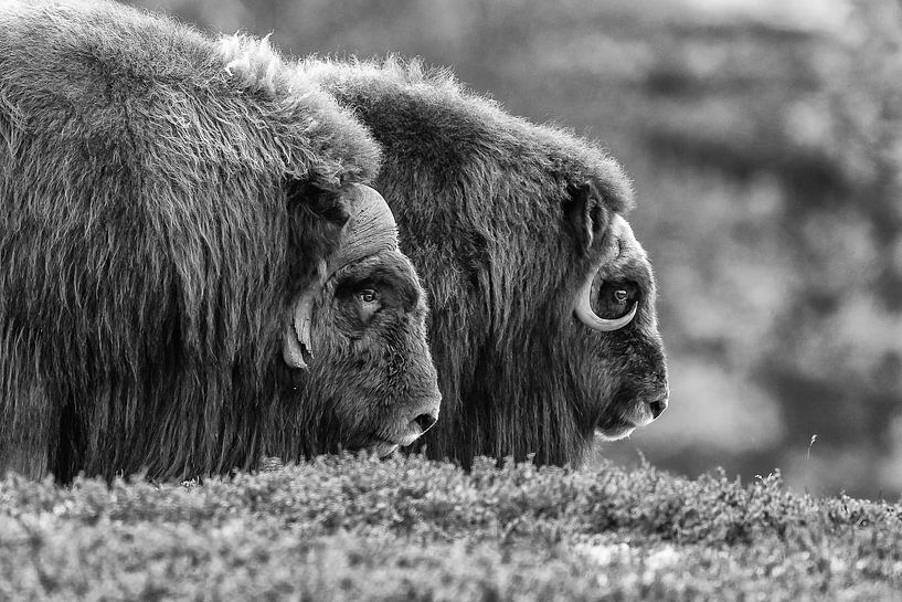 Musk ox at Norway in autumn colours by Menno Schaefer