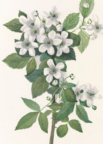 Highbush Blackberry From North American Wildflowers (1925) By Mary Vaux Walcott.