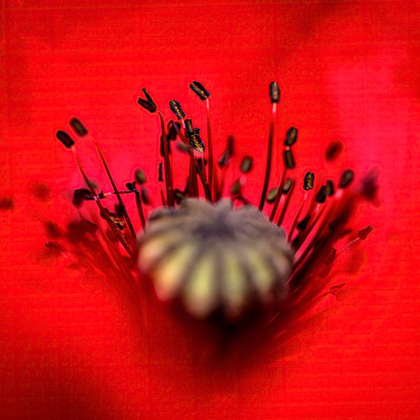 Mohnblume von Peter Smeekens