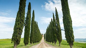 Cipressen bomen in Toscane Italie. van Menno Schaefer