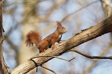 Ein sonnenbadendes Eichhörnchen