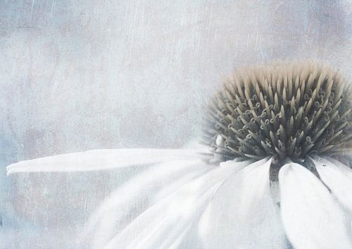 Zonnehoed, bewerking 2