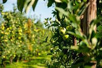 The Dutch apple orchard