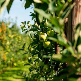 Die niederländische Apfelplantage von Everyday photos by Renske