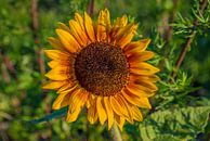 Sonnenblume von Fred Leeflang Miniaturansicht