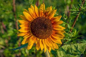 Sonnenblume
