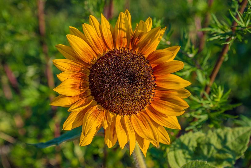 Sonnenblume von Fred Leeflang