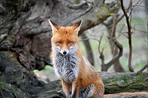 Niedlicher Rotfuchs vor altem Baumstamm – stille Wildnis