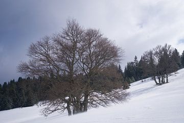 Natuurpark Vercors in de Franse Alpen van Ralph Rozema