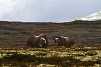 2 Muskos ossen in Dovrefjell nationaal park, Noorwegen