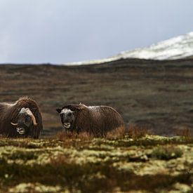 2 Moschusochsen im Dovrefjell-Nationalpark, Norwegen von Geke Woudstra