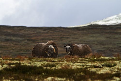 2 Musk oxen in Dovrefjell national park, Norway