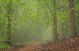 Misty forest in spring 5 by René Jonkhout