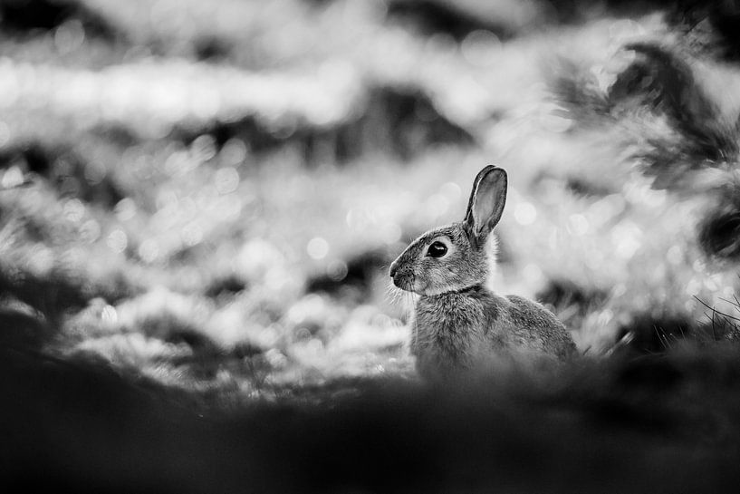 B &amp; W Konijn von Pim Leijen