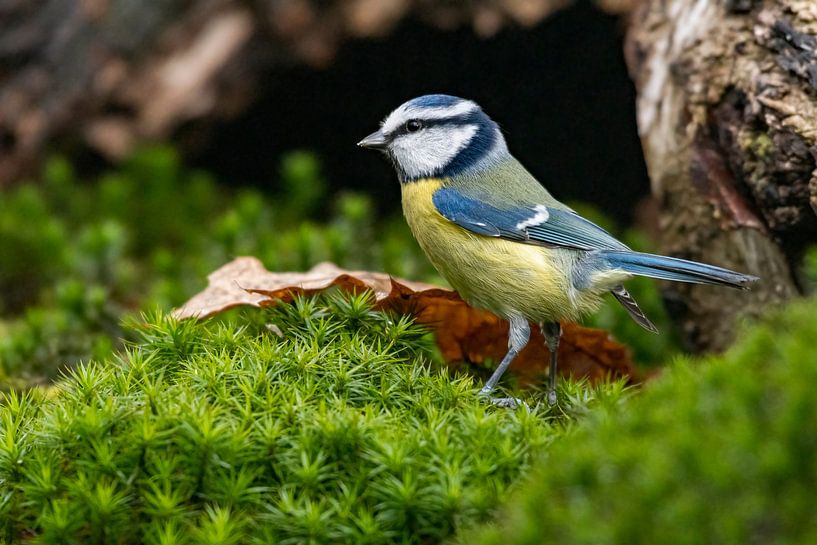 blue tit by Merijn Loch