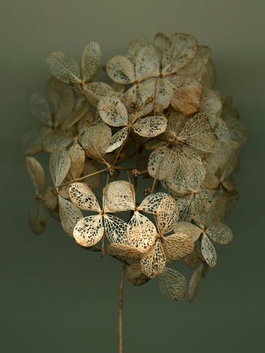 Spätsommergeflüster - Hortensie 3