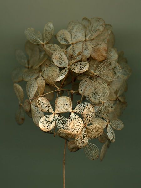 Spätsommergeflüster - Hortensie 3 von Willemijn van Poppel