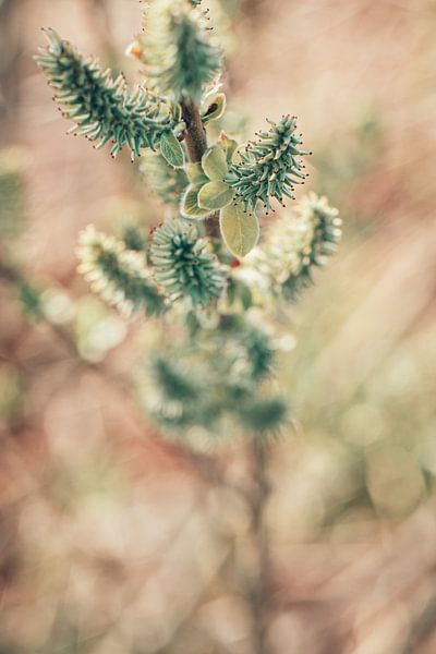 Experience spring by Leonie Wagenaar